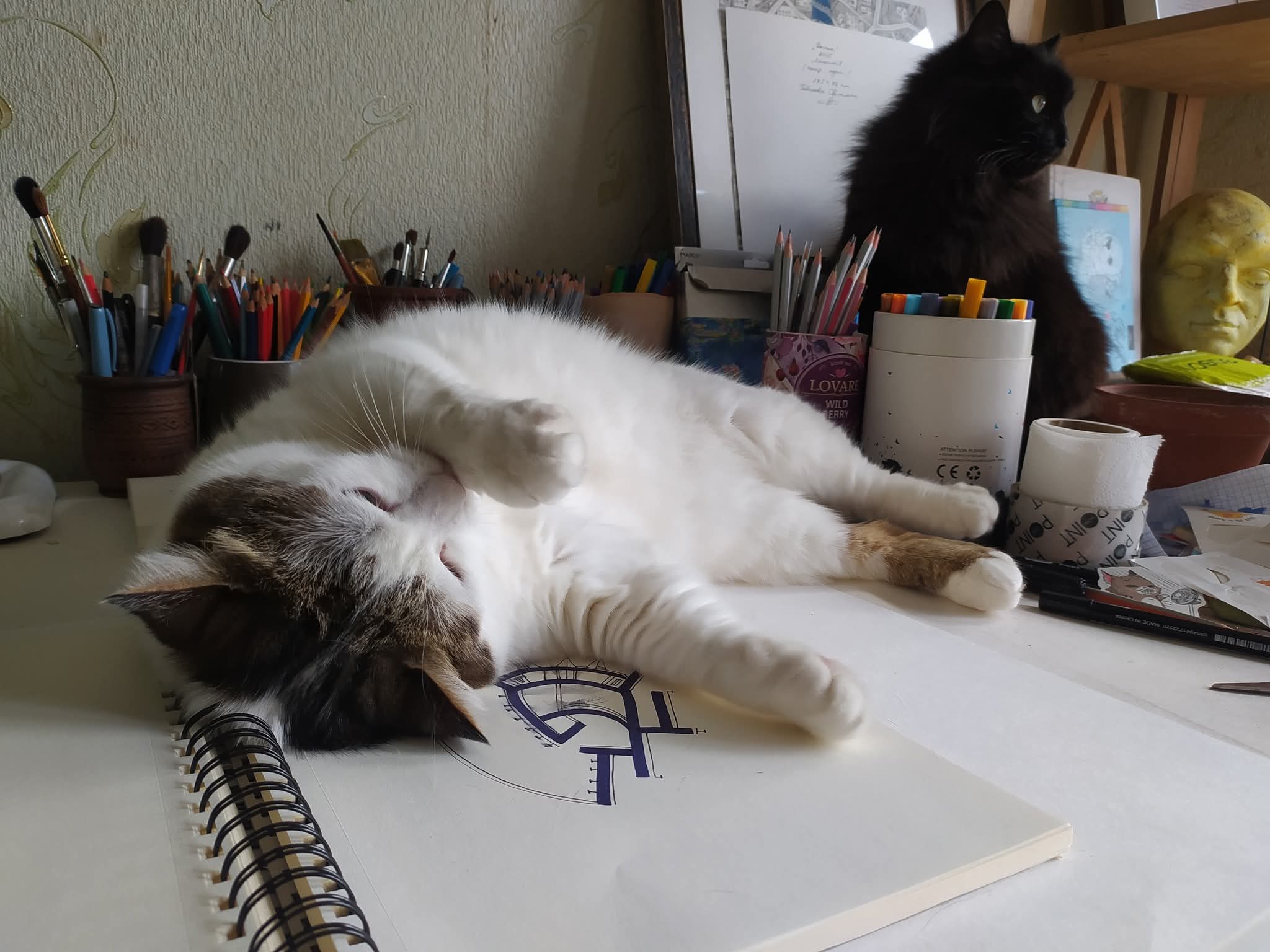 Both Cats Studio Together