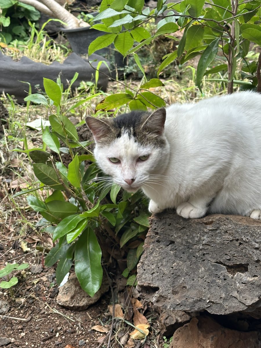 Nyusya Exploring Garden