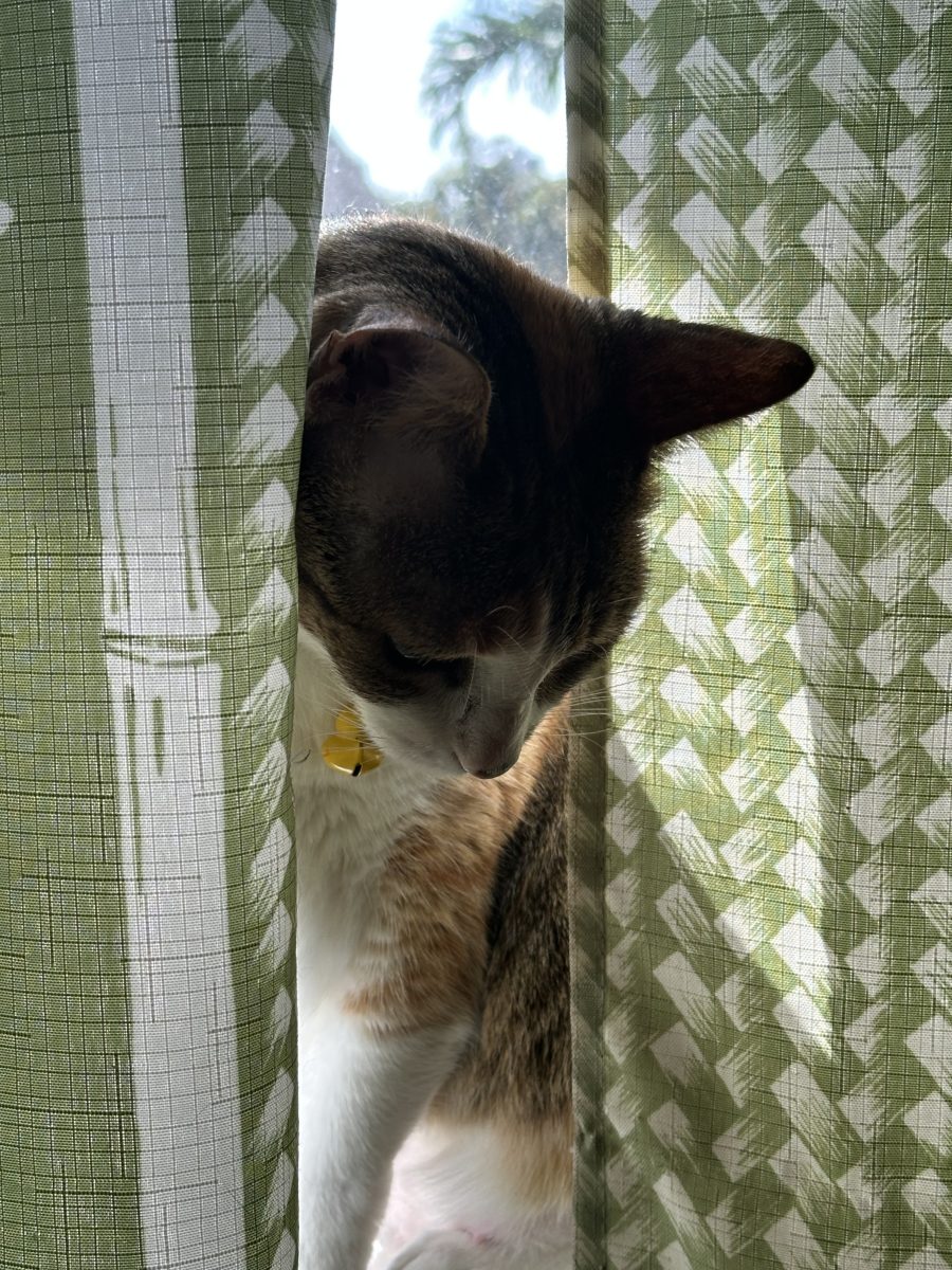 Nyusya Window Sunbathing
