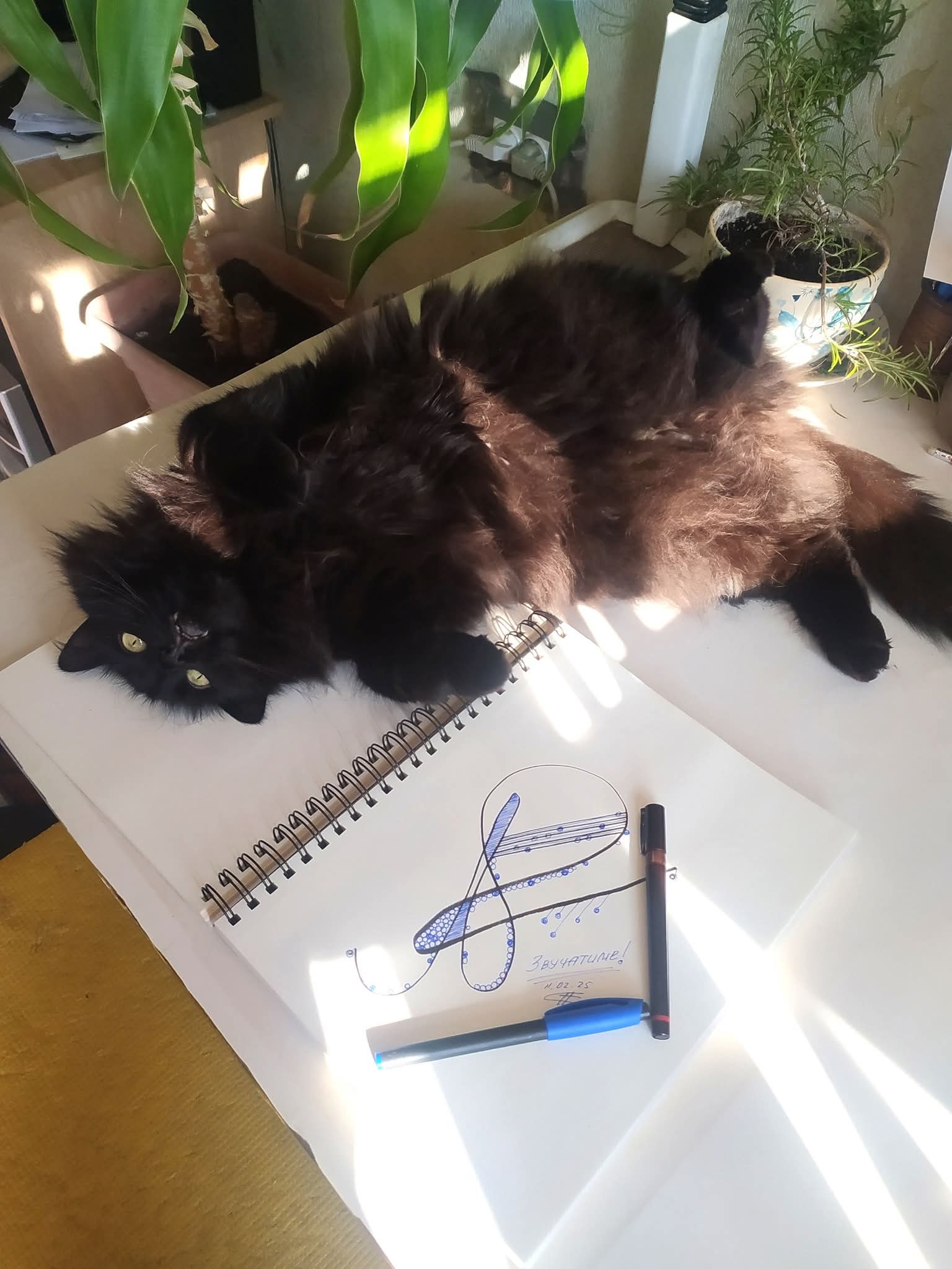 Timon Sunbathing Studio